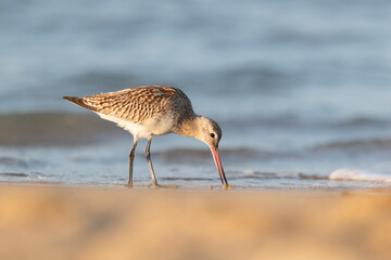 The bar-tailed godwit (Limosa lapponica)  at the beach.