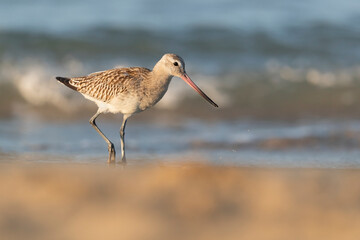 The bar-tailed godwit (Limosa lapponica)  at the beach.