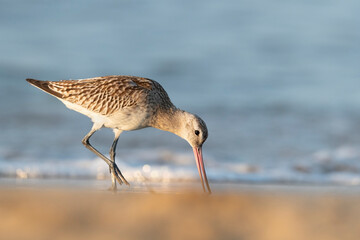 The bar-tailed godwit (Limosa lapponica)  at the beach.