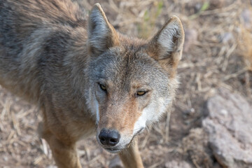 Naklejka na ściany i meble Mongolian wolf (Canis lupus chanco) in Gevaudan Park.