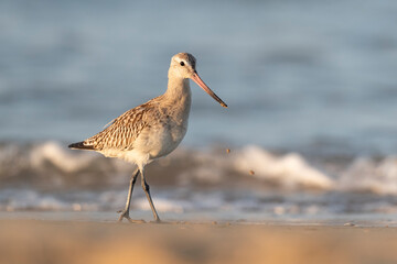 The bar-tailed godwit (Limosa lapponica)  at the beach.