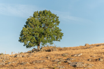 Large solitary tree on Aubrac plateau in summer.