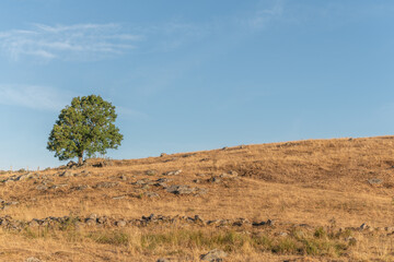 Large solitary tree on Aubrac plateau in summer.