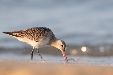 The bar-tailed godwit (Limosa lapponica)  at the beach.