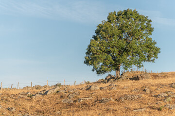 Obraz premium Large solitary tree on Aubrac plateau in summer.