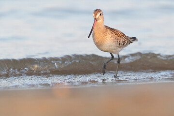 The bar-tailed godwit (Limosa lapponica)  at the beach.