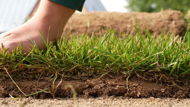 Man touches the grass on the turf with his hand, checking the quality. Worker examines the turf. Farmer palm stroking sample of lawn close-up.