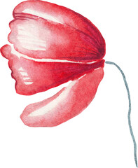Poppy flower. Watercolor illustration. Hand-painted