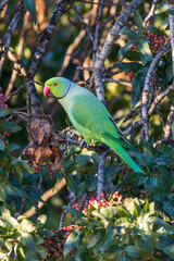A parrot bird on branch. The rose-ringed parakeet, ring-necked parakeet, medium-sized parrot,Psittacula, Psittacidae.