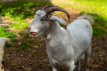 goat on the farm