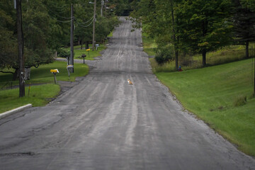 cat in new york county nobody road