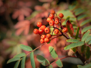 Autumnal background with red fruits of rowan tree. 