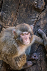 Obraz premium The intense gaze of a macaque, which looks towards the camera. The big yellow eyes of the monkey. Telephoto lens. Closeup.