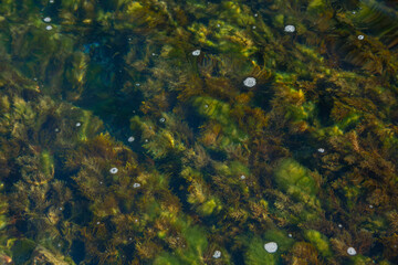 seaweed nature background. plant among the stones and pebbles in transparent water at the sea shore