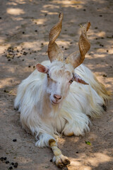 Close-up of a Girgentana goat, with long white hair and screwed horns. The animal is lying on the ground and looking into the camera. Telephoto lens. Closeup.