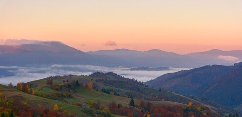 Fototapeta premium carpathian rural landscape at dawn. hills with trees in colorful foliage. fog in the distant valley. clouds and sky in red morning light