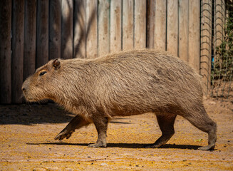 A large capybara with red and brown fur, seen in profile, walking on all fours.