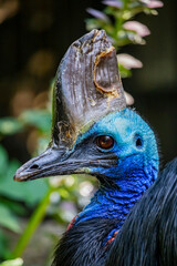Close-up of a cassowary, with its large bony crest, and its beautiful and vibrant colors, blue, red, and black. The featherless head with wrinkled skin.