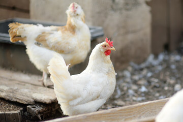 Chickens and roosters are walking in the farm coop. Floor cage free chickens is trend of modern poultry farming. Local business.