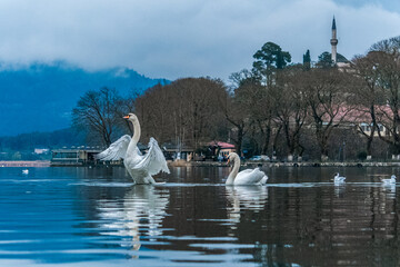 Swan in the Lake 