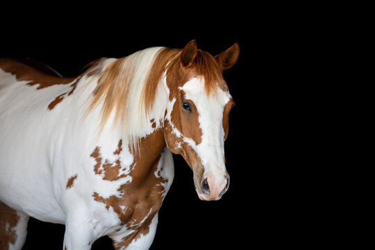 Paint Horse headshot on Black background