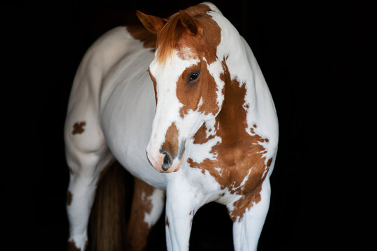 Paint Horse headshot on Black background