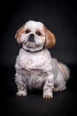 portrait of the Shih tzu Dog