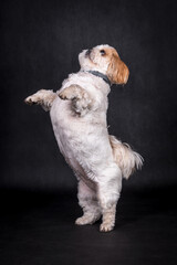 portrait of the Shih tzu Dog