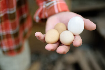 Farmer collecting fresh organic eggs on chicken farm. Floor cage free chickens is trend of modern poultry farming. Local business. © Maria Sbytova