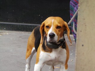 Un chien beagle au garot et en laisse dans la rue