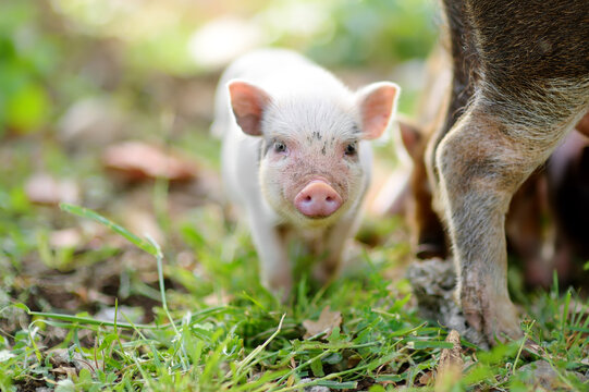 Funny little piglet on a backyard of agricultural farm. Growing livestock is a traditional direction of agriculture.