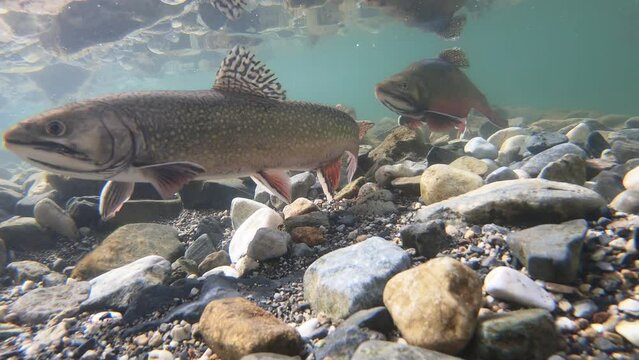 Brook Trout Cleaning Redd During Spawning Season in a High Elevation Mountain Lake in Montana