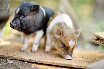 Funny little piglets breed of lop-bellied on a backyard of agricultural farm. Growing livestock is a traditional direction of agriculture. © Maria Sbytova