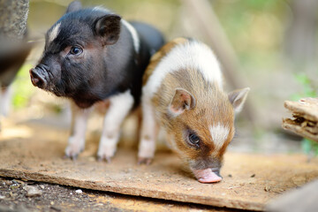 Funny little piglets breed of lop-bellied on a backyard of agricultural farm. Growing livestock is...