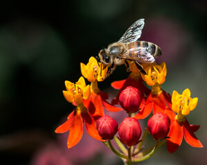 Honeybee Feeding on Milkweed