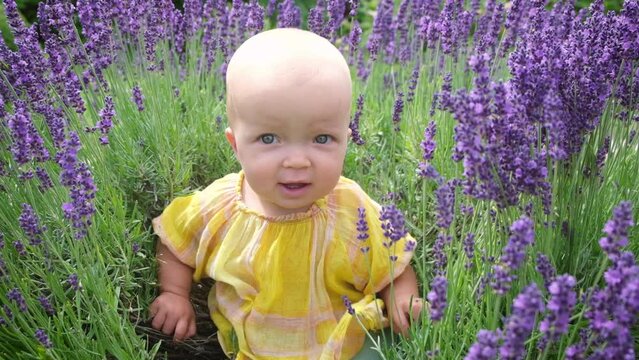 Cute little baby girl sitting on blooming lavender field among lavander flowers. Small kid exploring aroma herbs in botanical garden.