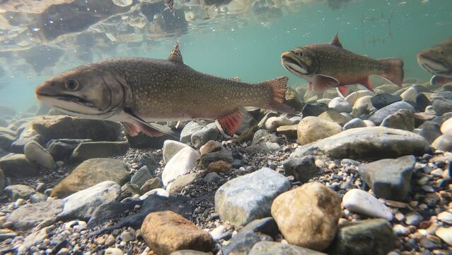 Brook Trout During Spawning Season in a High Elevation Mountain Lake in Montana