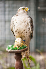 falcon of prey eats its lunch