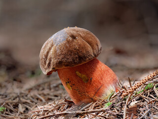 Flockenstieliger Hexenroehrling (NEOBOLETUS ERYTHROPUS)