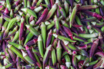 Fresh raw okra vegetable in purple and green color