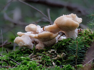 Nordischer Porling (CLIMACOCYSTIS BOREALIS)