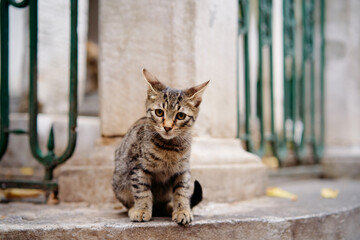 Cute cat sitting on the fence in the park.