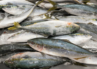 Obraz premium Group of the frozen mackerel on the crushed ice in the tray.