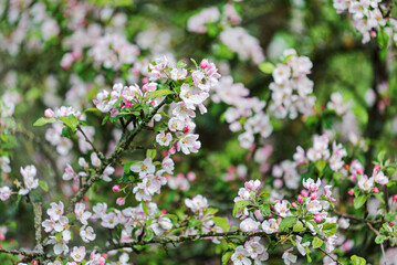 apple blossom in the garden
