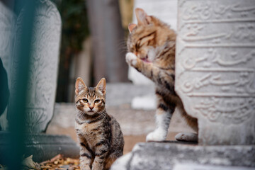 Obraz premium Outdoor portrait of small shorthair stripped cat.
