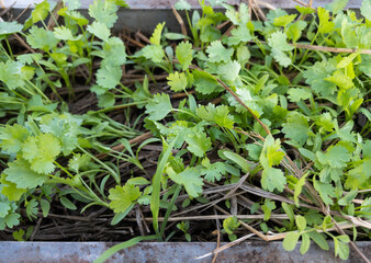 The young coriander is growing in the concrete pot.