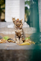 Obraz premium Outdoor portrait of small shorthair stripped cat.