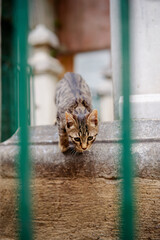 Outdoor portrait of small shorthair stripped cat.