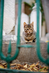 Outdoor portrait of small shorthair stripped cat.