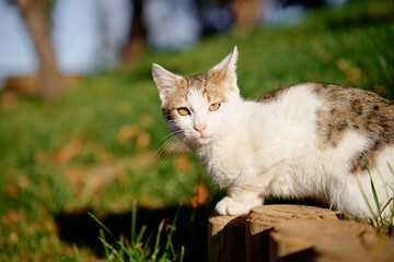 Portrait of shorthair white and grey cat at the park.